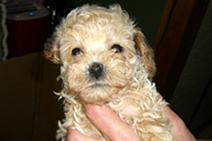 健康体のイメージ