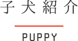 子犬紹介